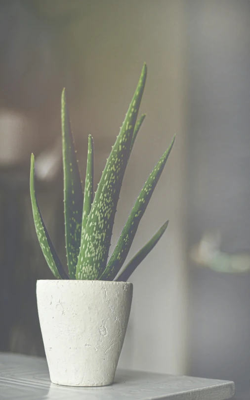 an aloen plant is displayed in a small white pot