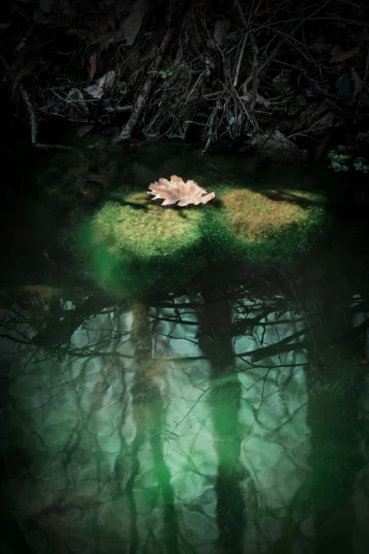 an abstract image of green in water and fallen leaves