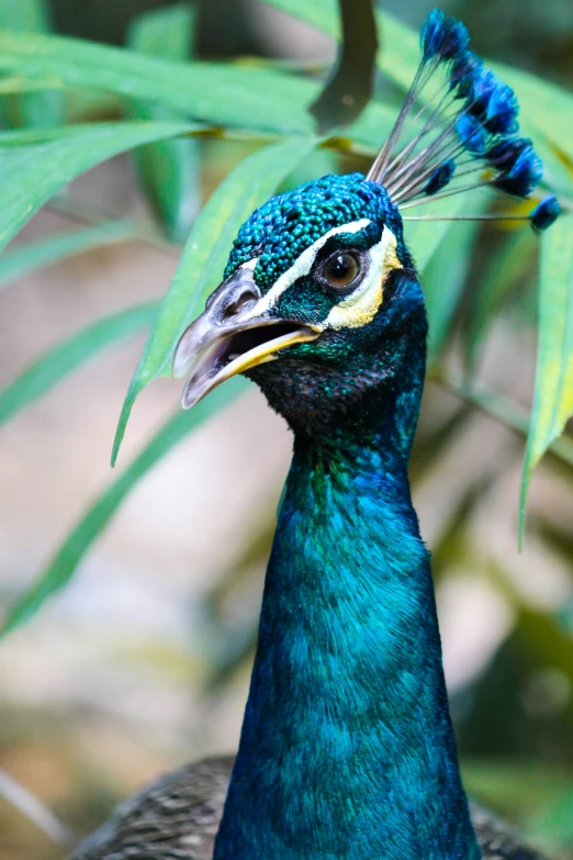 a bird with feathers stands among green plants