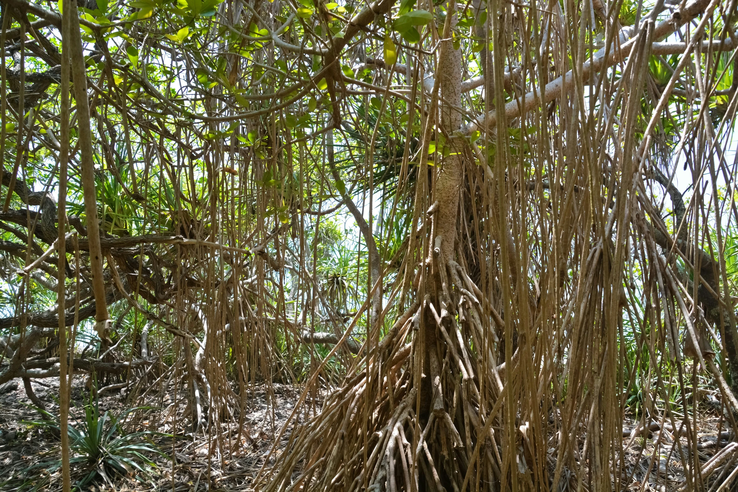 a group of animals in a forest full of trees