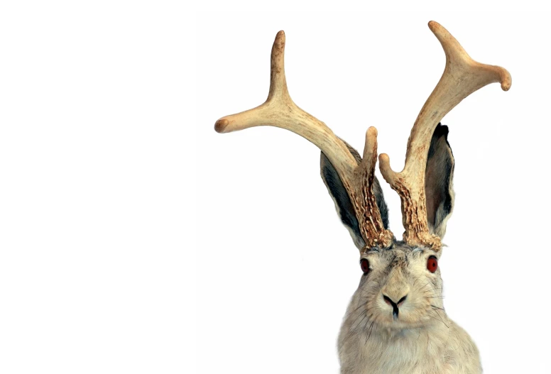 a deer with antlers in his ears