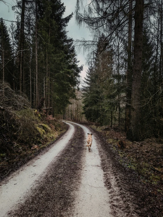 dog running down a wet road next to trees