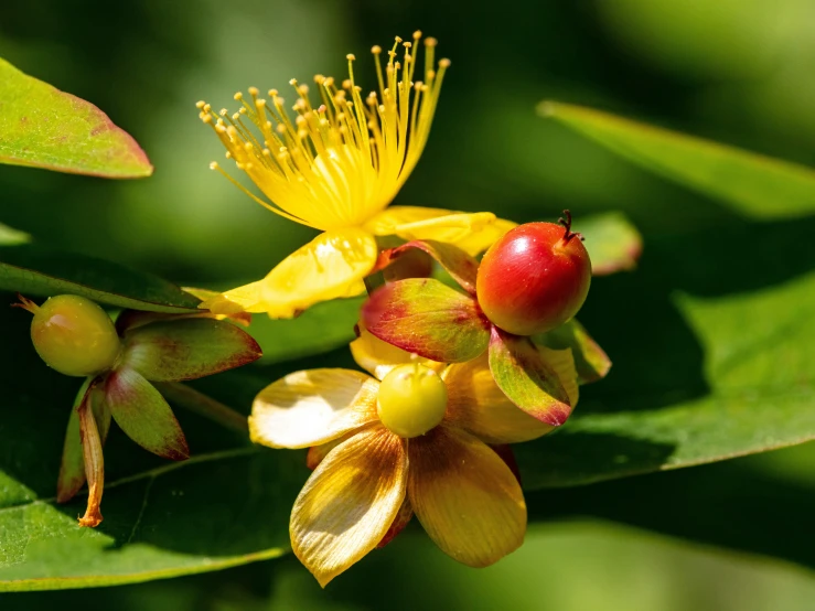 there are several flowers in the tree