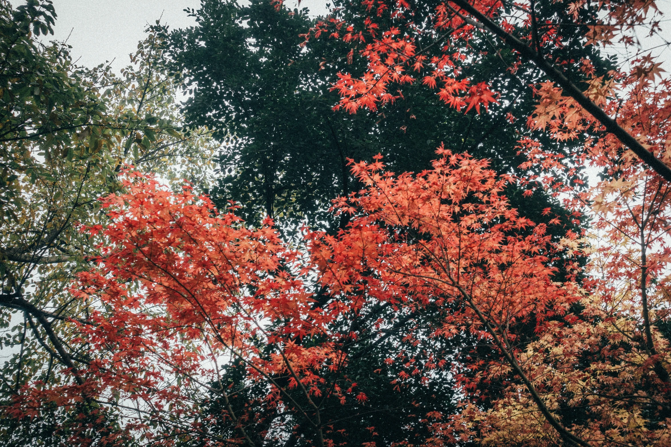 a forest full of trees with many leaves on them