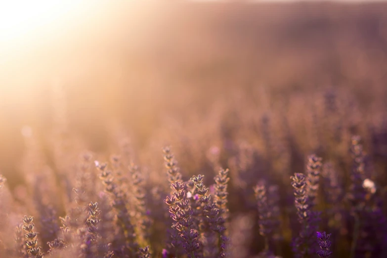 a field filled with lots of purple flowers