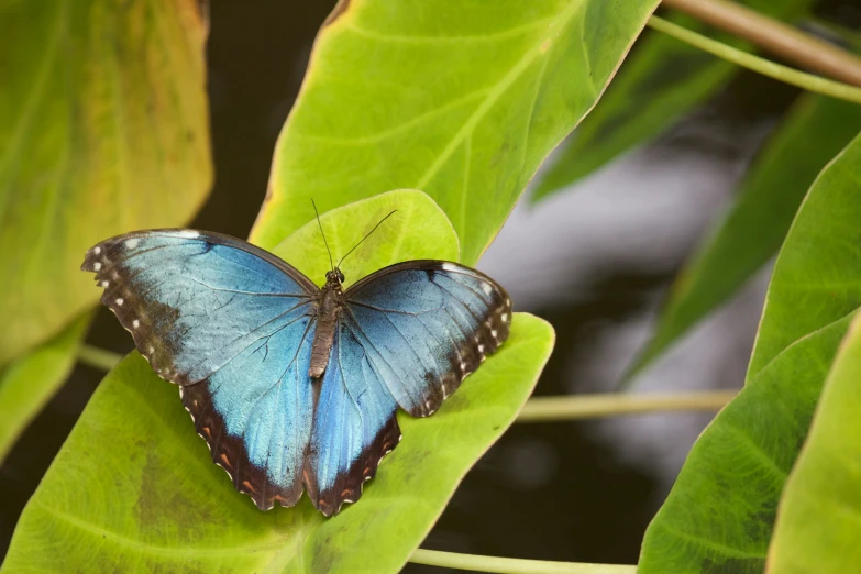 an image of a erfly on the leaves