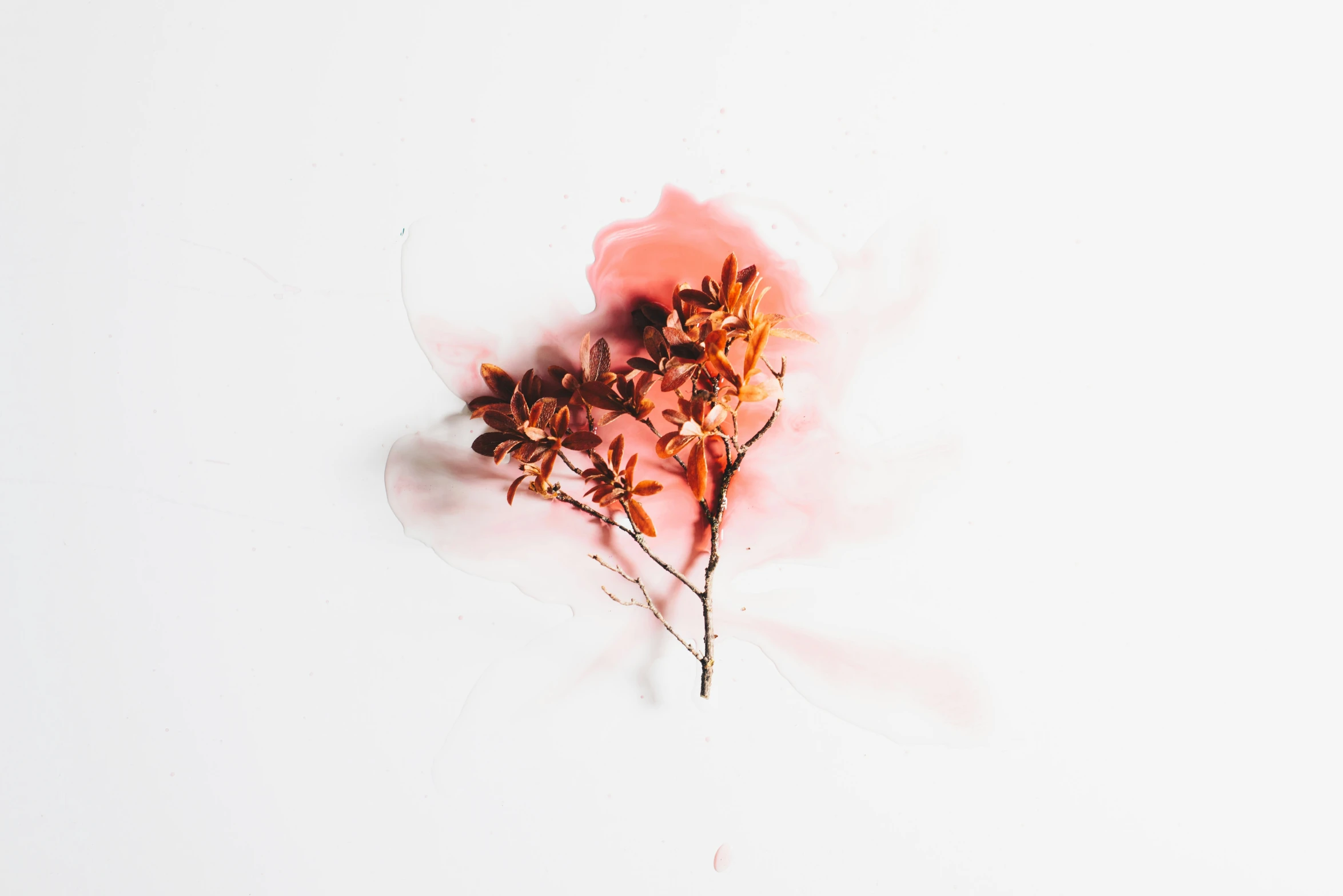 three dried flowers sitting against a white background