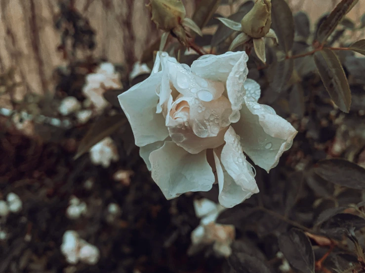 an old - fashioned white rose with a water droplet on it