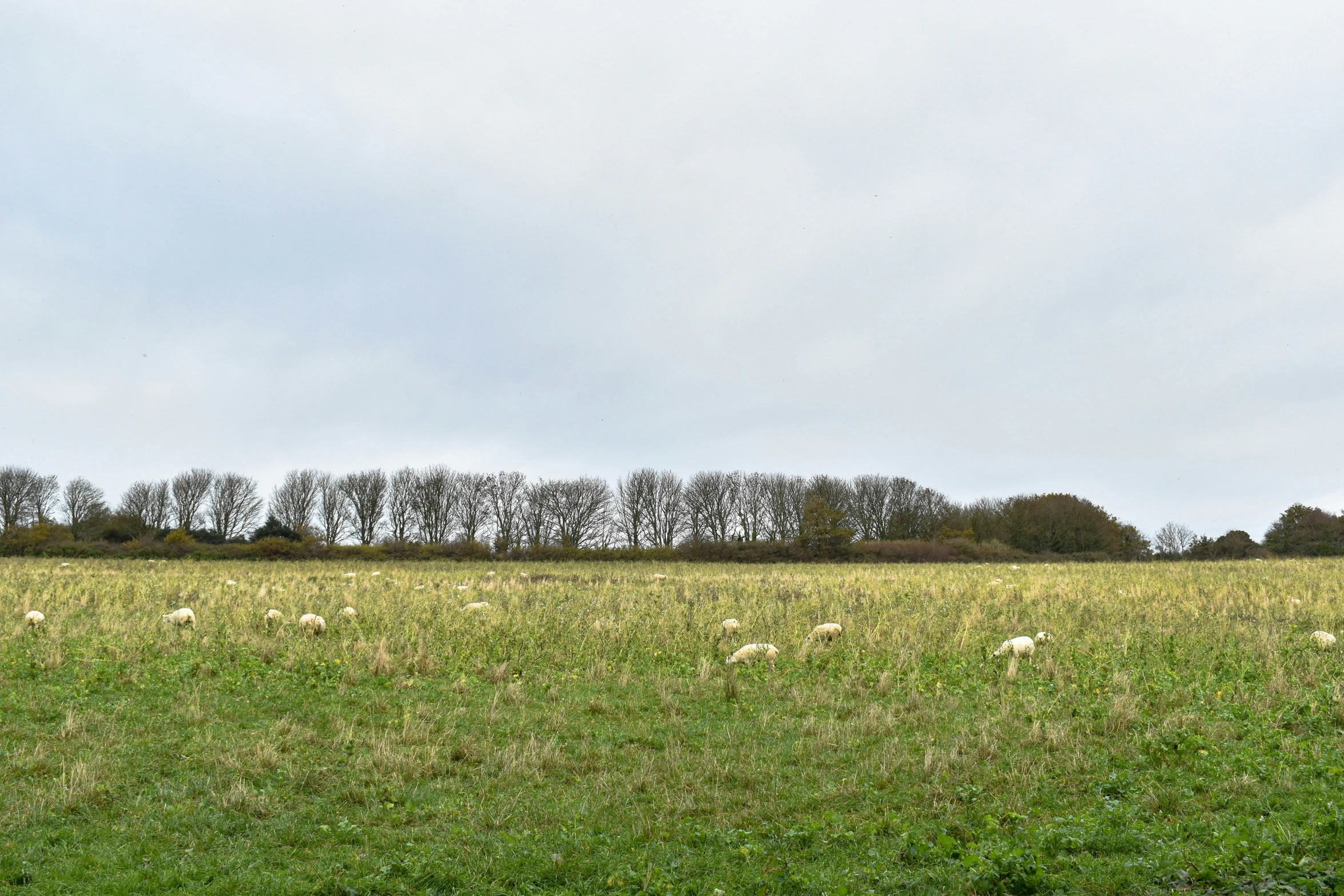 the tall trees are in the distance across the field