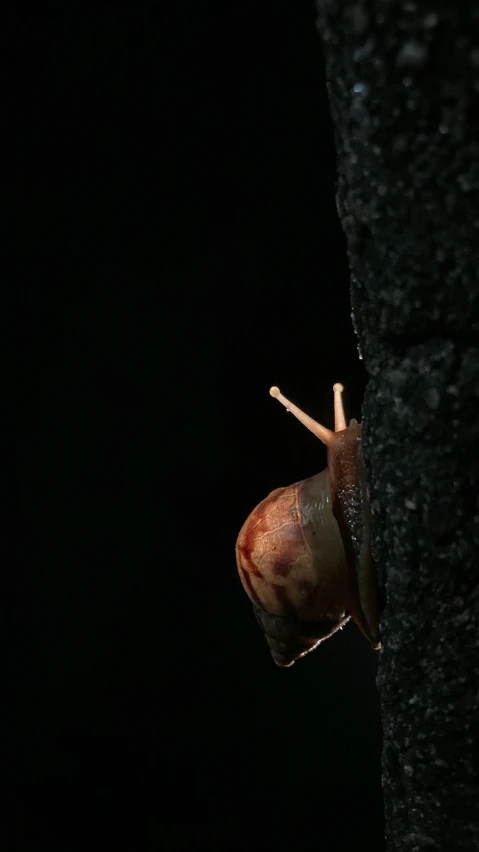 there is a snail that looks like it has a long nose