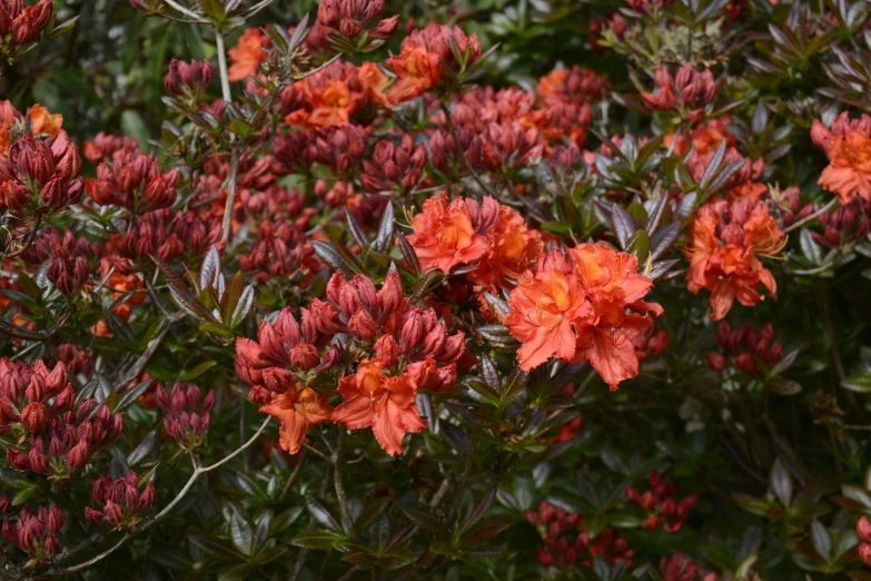 bright flowers in the wild near each other