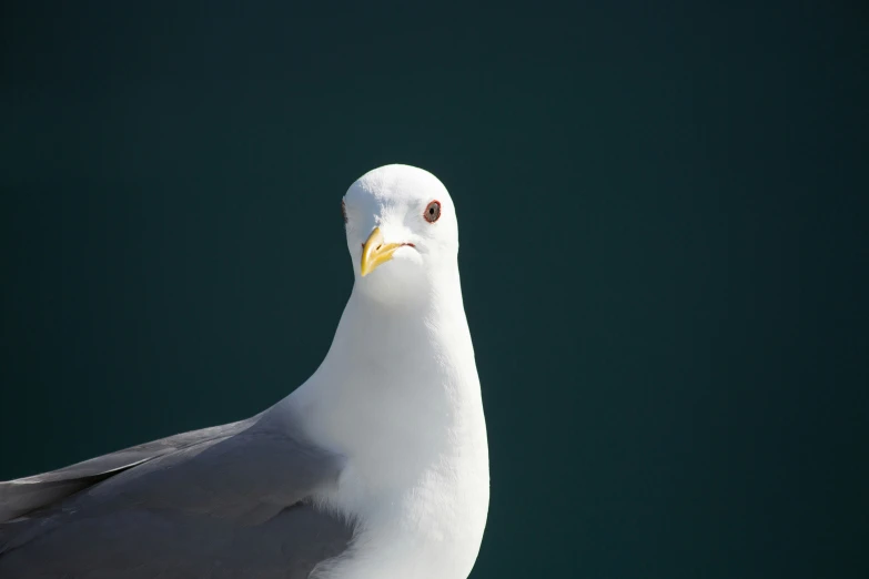 a white bird with a yellow beak on the top of a pier