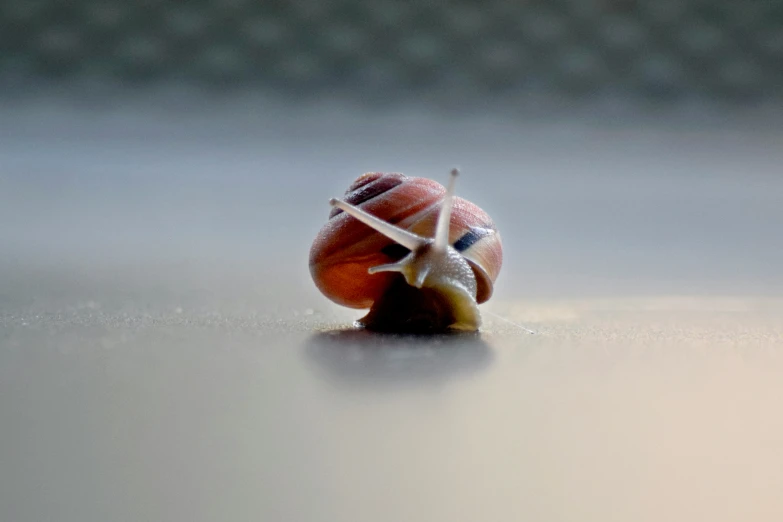 a small snail on top of some sand