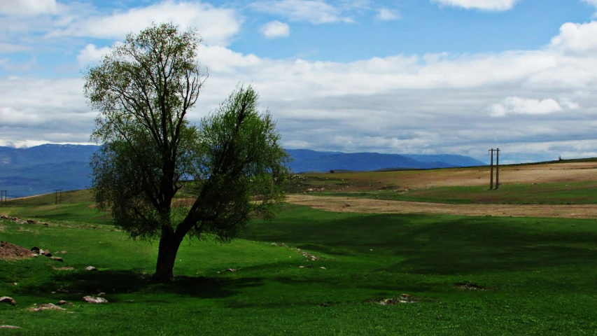 a lonely tree on a large field near mountains