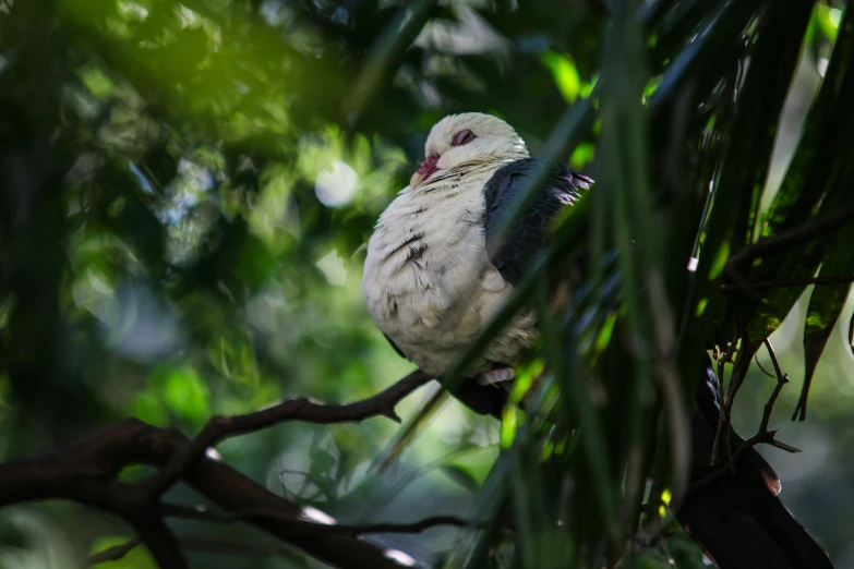 a small bird that is sitting in a tree