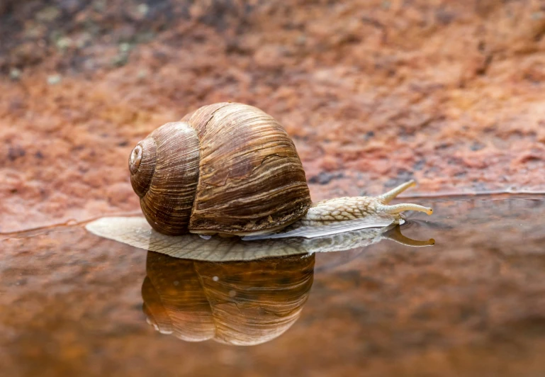 a snail sits on the leaf that sits on the ground