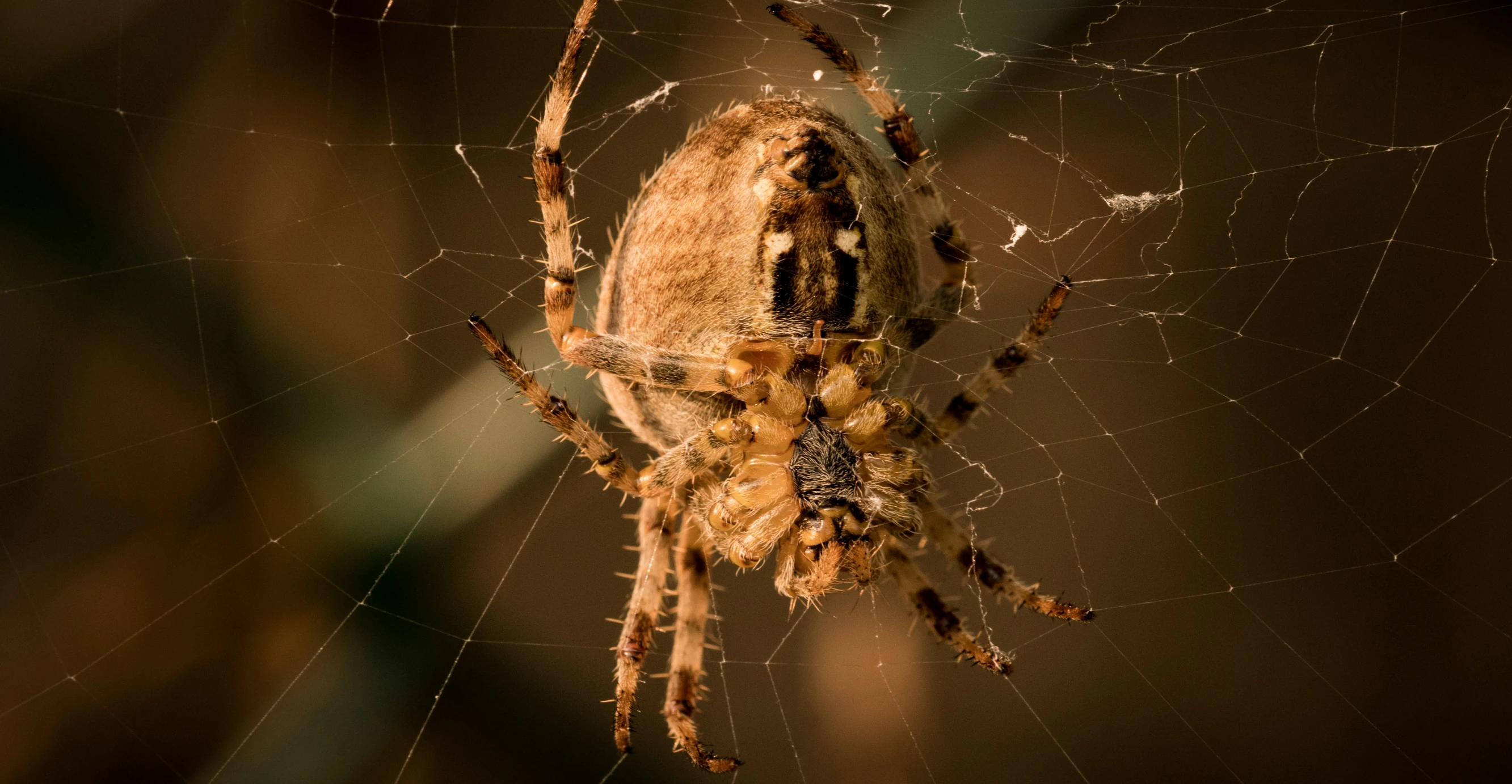 a spider has caught a large prey in the net