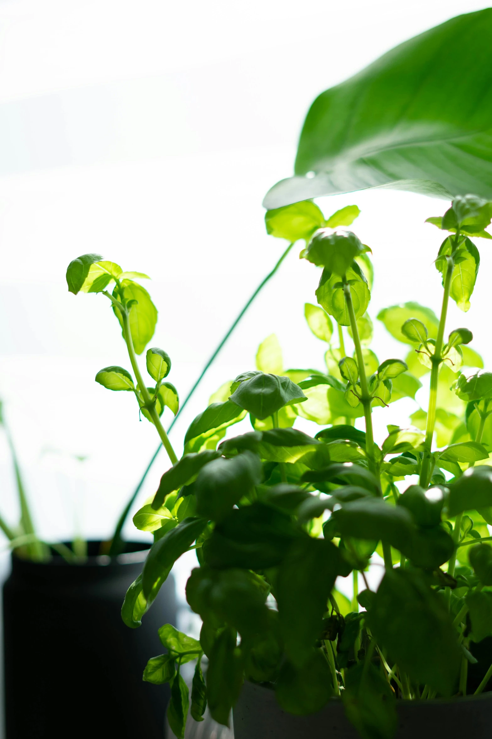 there is a green plant in a pot on a windowsill