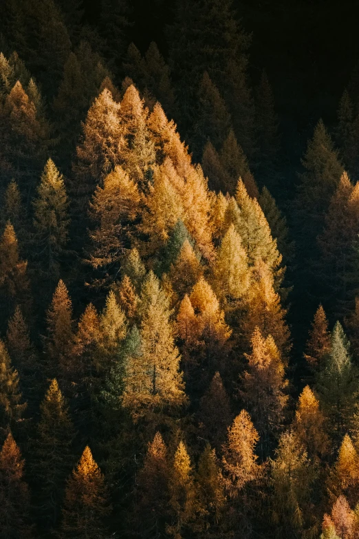 a po taken from above of trees that are brown and yellow