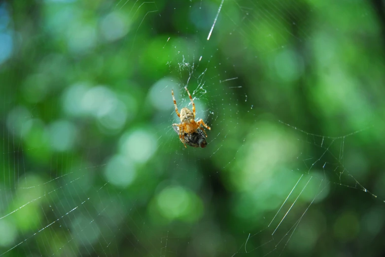 a spider on it's web in a tree