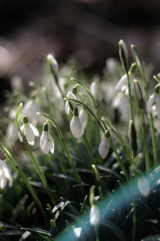 some white flowers growing from the ground in the sun