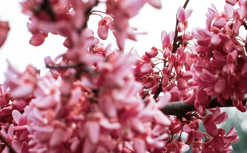 a close up of a nch with flowers