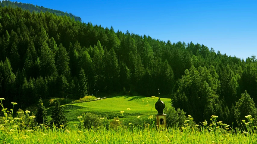 a lone bird is standing in a forest