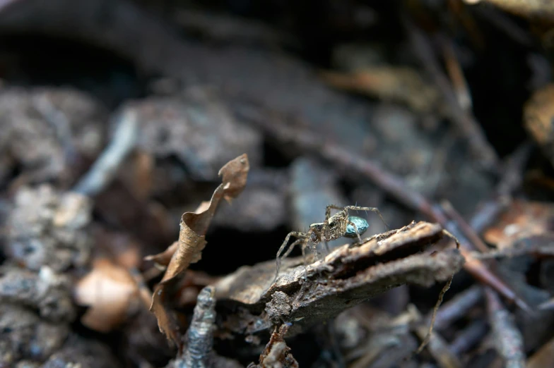 a close up of the stems and dirt covered ground