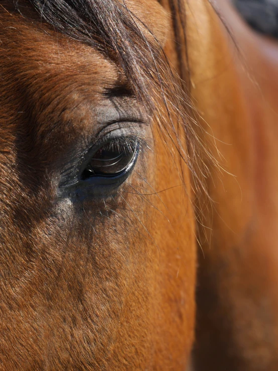 a horse with long hair is staring straight ahead