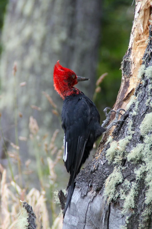 a bird standing up on a tree nch