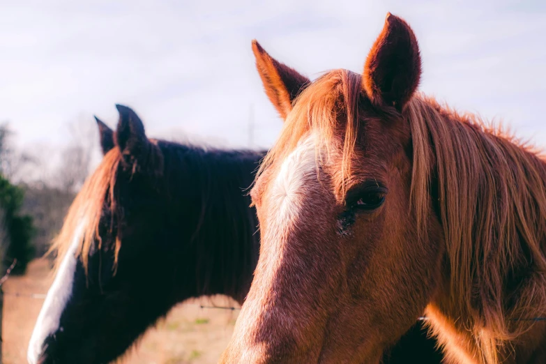 two horses stand close to each other near some trees