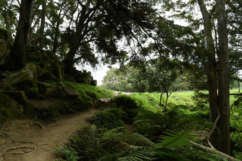 an area with plants, trees and bushes along side a dirt path