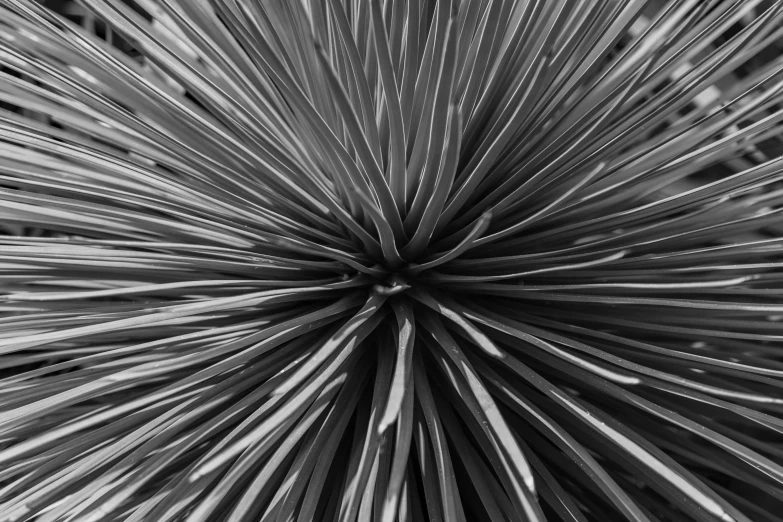 black and white pograph of the center of palm leaf