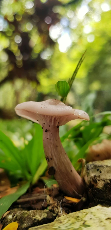 a small mushroom with a green leaf on top