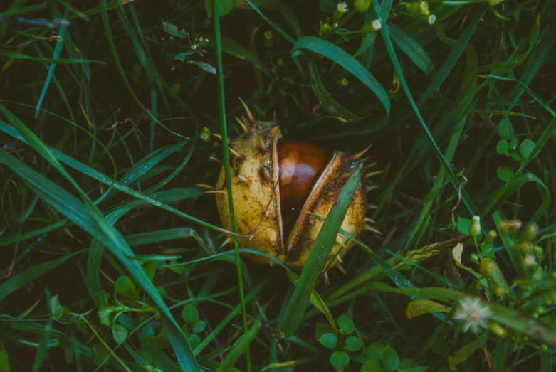 an old acorn on the ground among grass