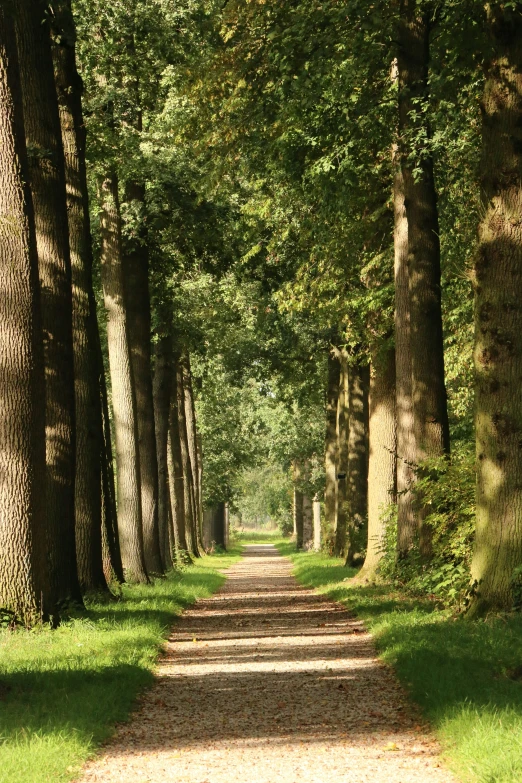 the sun is shining in the green trees on the path