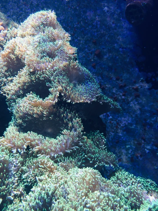 an underwater scene of reef corals and sea anemone