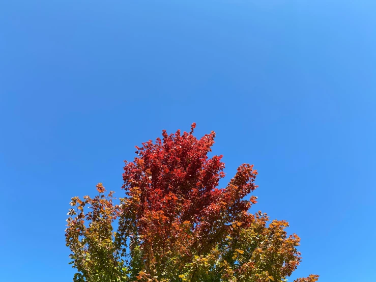 there is a red tree next to a clear blue sky