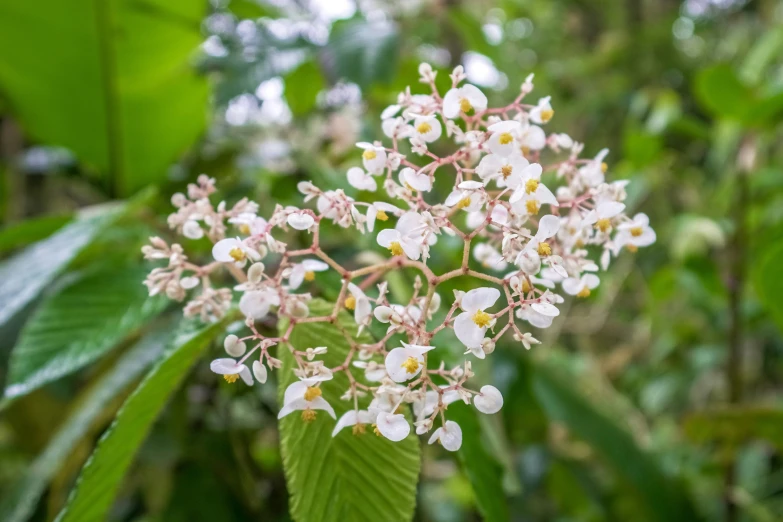 a closeup view of the small flowers