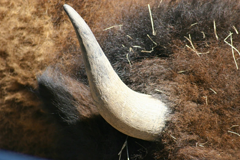 an animal with a large white tusk sticking out of the top of its head