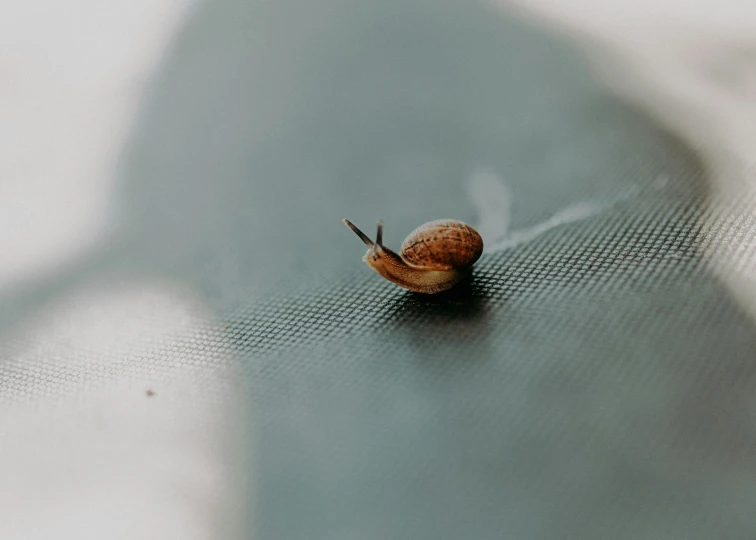 an up close po of a snail on the ground