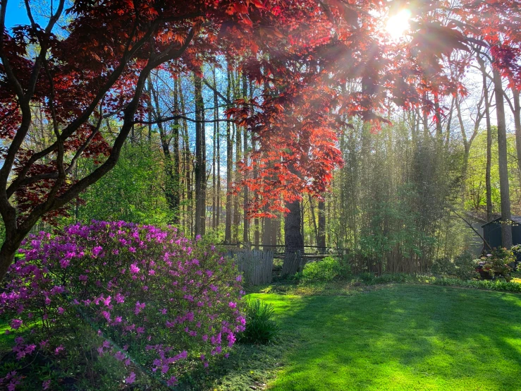 the sun shines through red trees and shrubs