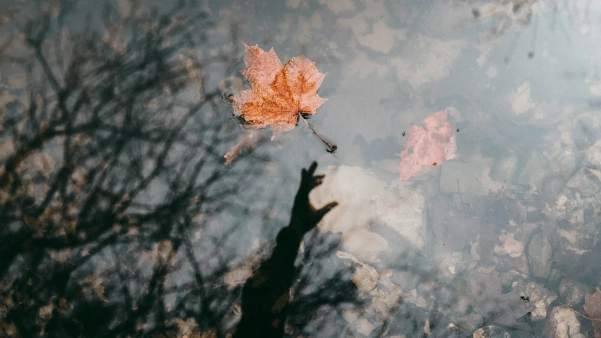 two leaf on the tree reflected in the water