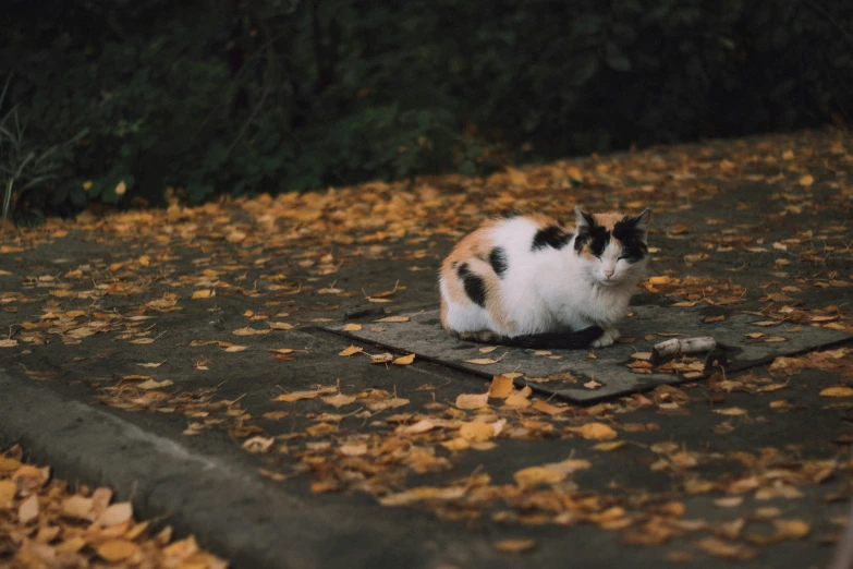 a white cat sits on the ground in a patch of yellow leaves