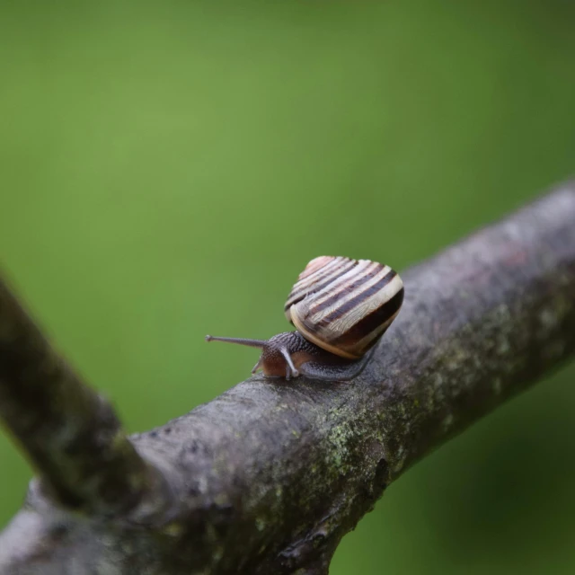 a snail is sitting on a nch outside