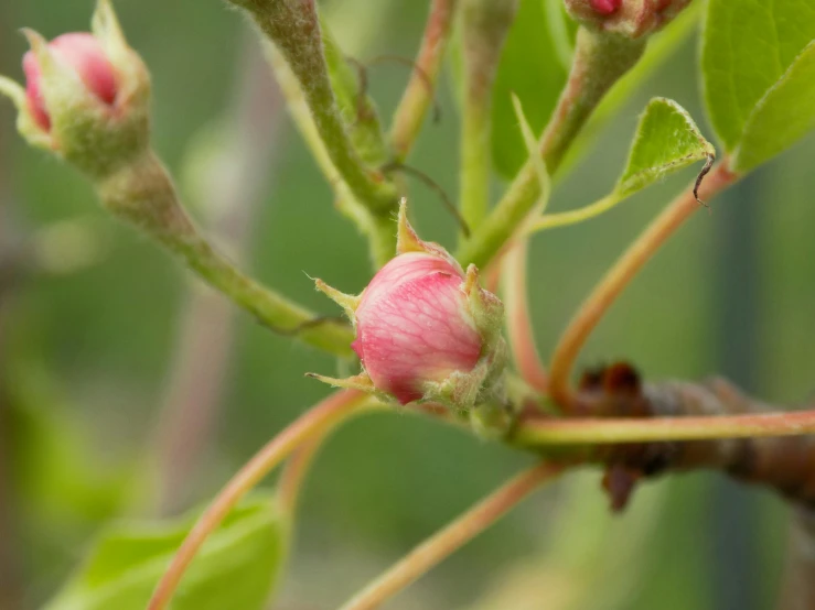 a group of pink buds on a green nch