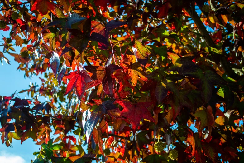 red leaves with yellow leaves against the sky