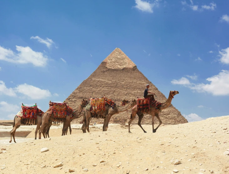 there are several camels that are walking in front of the pyramid