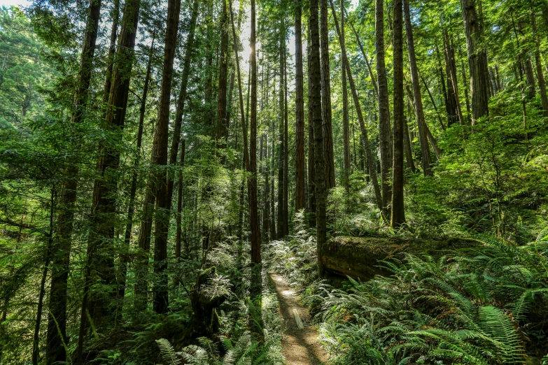 a path in the woods is narrow and lush