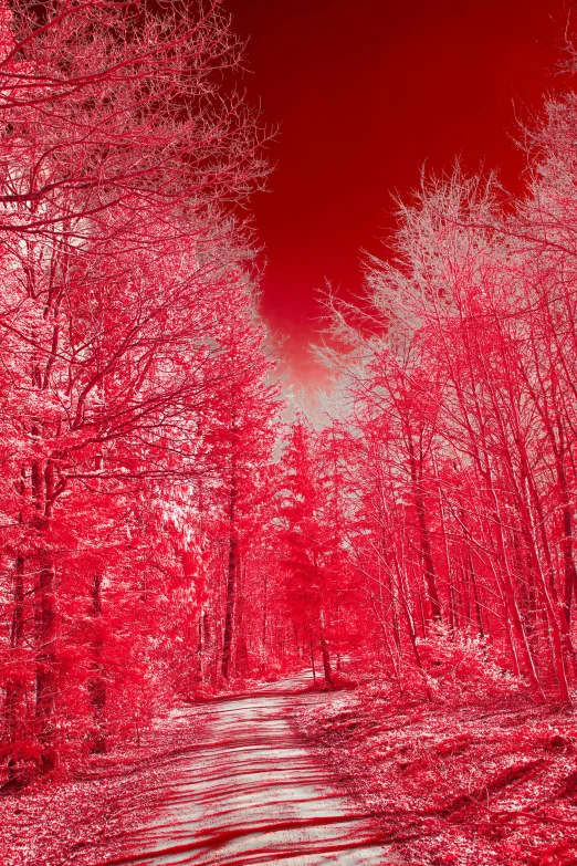 a red - tinged pograph of an area that resembles trees